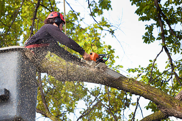 Best Hedge Trimming  in Garden City, MO