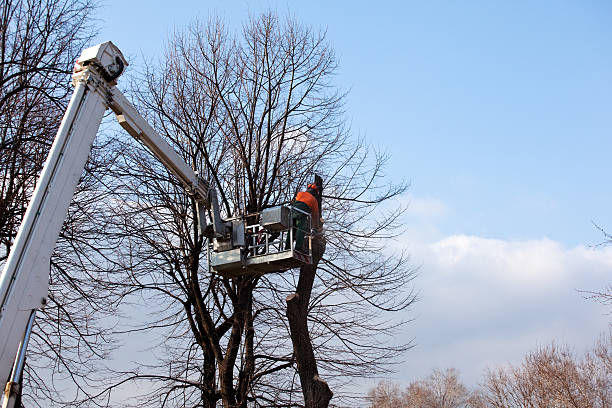 How Our Tree Care Process Works  in  Garden City, MO